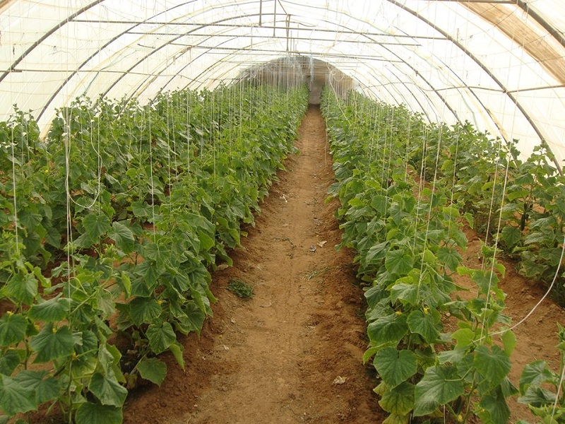 Building the elements of life.